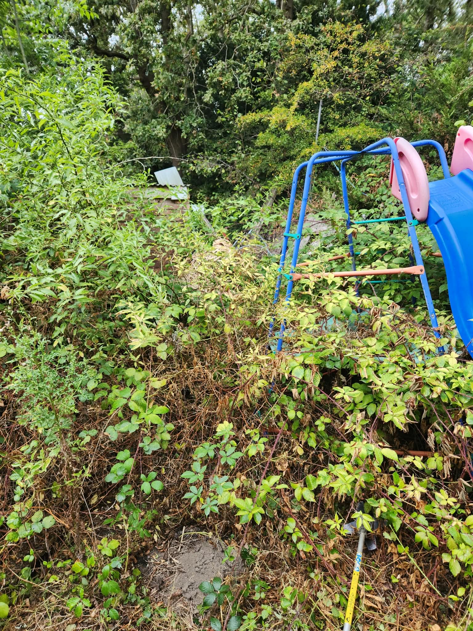 Overgrown Garden Clearance in Havant – Before & After Transformation — Hampshire Waste Clearance Services.