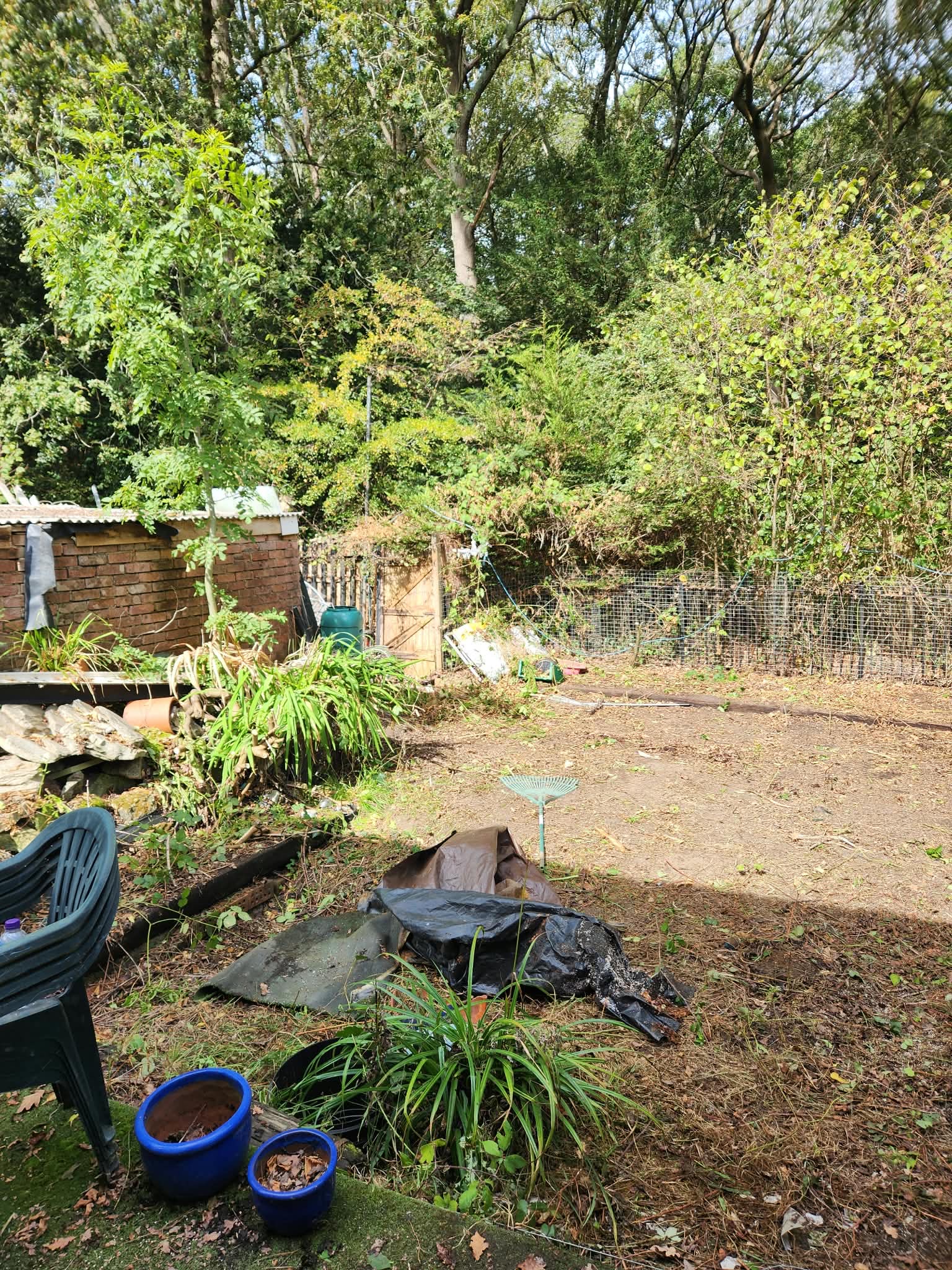 Overgrown Garden Clearance in Havant – Before & After Transformation — Hampshire Waste Clearance Services.