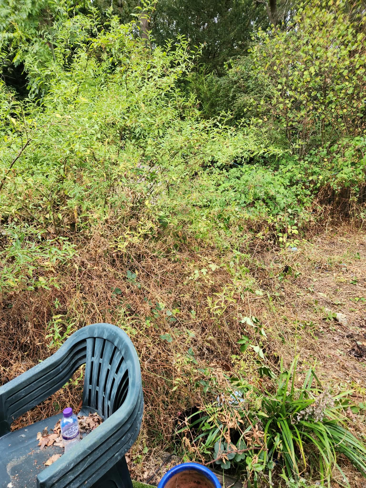 Overgrown Garden Clearance in Havant – Before & After Transformation — Hampshire Waste Clearance Services.